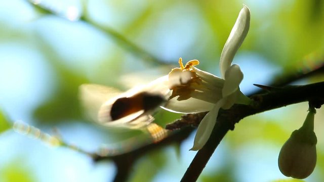 Bee eating pollen of flower on the tree, Chiangmai Thailand