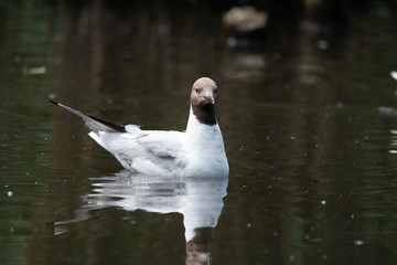 Seagull
