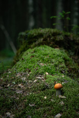 Aspen mushroom on a stump in the moss in a dark forest