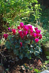 Pink Cyclamen