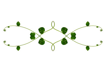 Floral Desaign. Twisted jungle vines liana plant with heart shaped green leaves isolated on white...