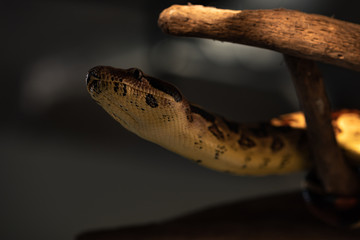 Selective focus of python with wooden log on grey background