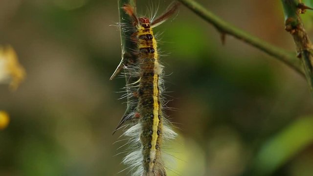 Caterpillar climbing on tree branch , outdoor  Chiangmai Thailand