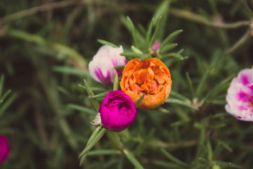 3 color flowers