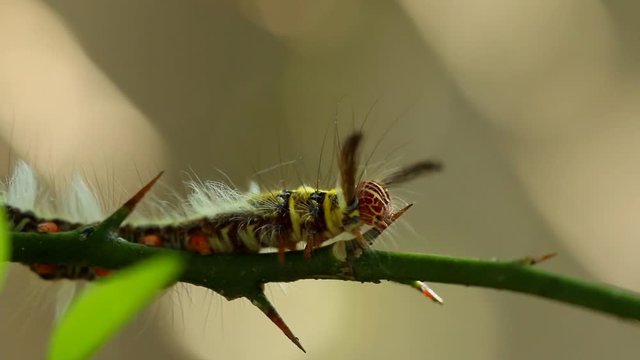 Caterpillar climbing on tree branch , outdoor  Chiangmai Thailand