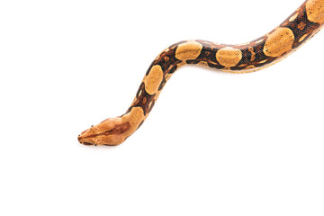 Top view of python isolated on white with copy space