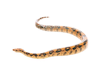 Selective focus of python isolated on white