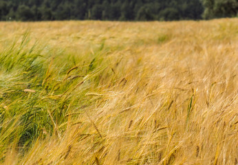 Golden ears of rye on the field