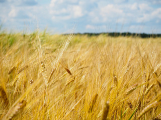 Golden ears of rye on the field