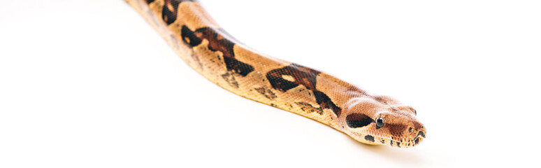 Panoramic shot of python isolated on white