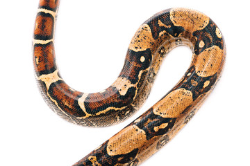 High angle view of textured snakeskin of python isolated on white