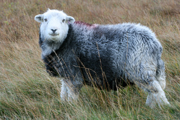 Herdwick Schaf, eine englische Schafrasse von der Seite auf der Weide im Lake District