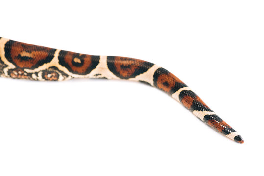 Selective focus of python tail isolated on white