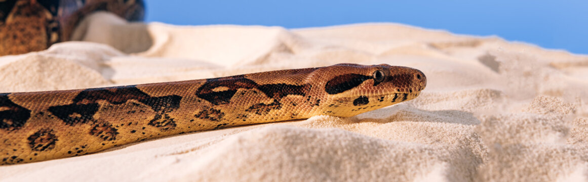 Panoramic shot of python on textured sand on blue background
