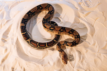 High angle view of python snake on textured sand