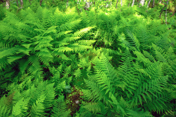 Fototapeta na wymiar Lush norvegian fern bushs in Norway forest, Europe. Landscape photography