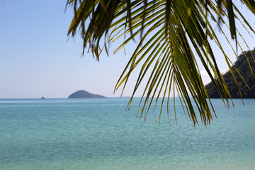 Fototapeta na wymiar Palm leaves on blue sea background.