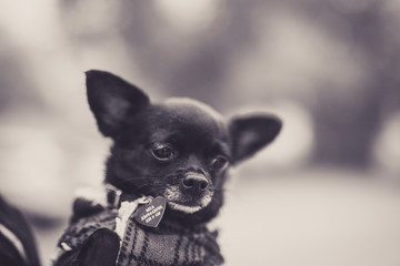 portrait of a chihuahua