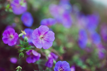 purple flowers in the garden