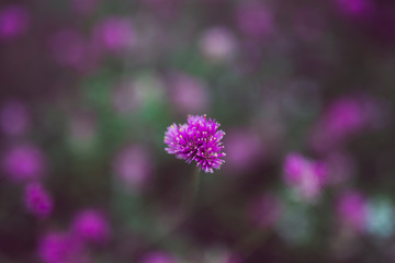 close up of a purple flower