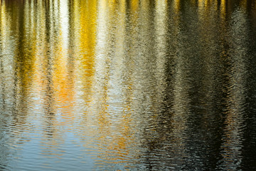 Reflection of trees on the surface of the water