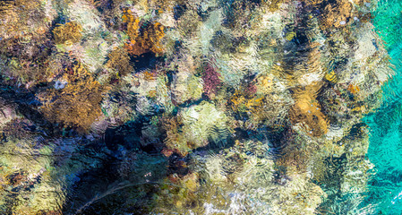 Pure clear water of coral reef in the Red Sea. Rest in Sharm el Sheikh, Egypt	