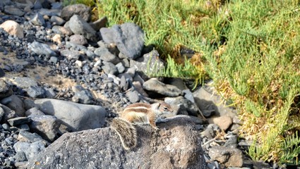 The wild barbary ground squirrel (Atlantoxerus getulus) on the  Fuerteventura island, Spain. The portrait of cute, sweet squirrel 