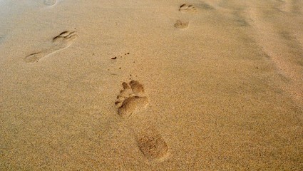 Footprints on a sandy beach. Trance on the sand. Free copy space, place for text. Summer time concept. Sandy panoramic background