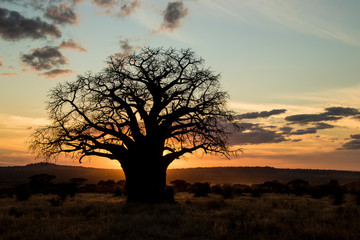 Obraz premium Baobab al tramonto