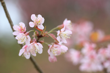 Beautiful Cherry Blossom flower in blooming