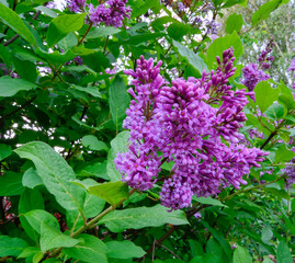A branch of lilac blossoms in the garden. A beautiful lilac flower bloomed in May. Purple Lilac. Lilac bush.