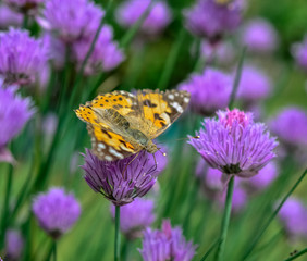 Beautiful butterfly on a purple flower. Close-up