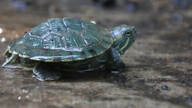 Brazilian tortoises run slowly on the ground