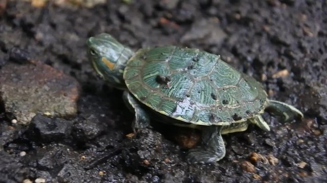 Brazilian tortoises run slowly on the ground