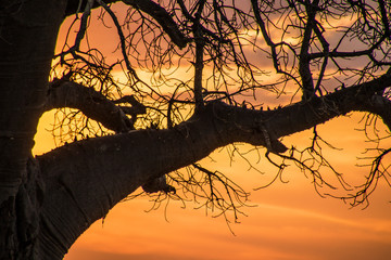 Baobab al tramonto © Mik76