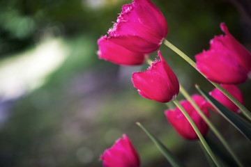 Beautiful pink pastels of tulips close-up macro shot