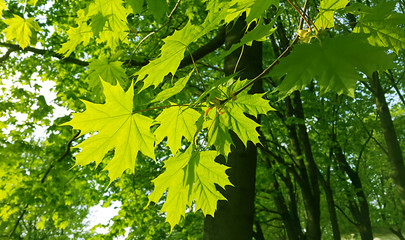 Fototapeta na wymiar Beautiful spring leaves of maple tree