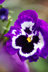 Flowering purple pansies in the garden as floral background