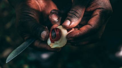 black farmer opening a nutmeg with a knife on Zanzibar spice farm - obrazy, fototapety, plakaty
