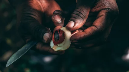 Photo sur Plexiglas Zanzibar black farmer opening a nutmeg with a knife on Zanzibar spice farm