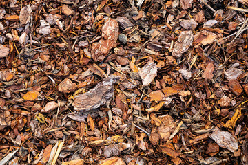 Tree Pine bark pieces top view. Interesting wooden texture or wood background with mulching garden beds 