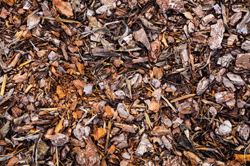 Tree Pine bark pieces top view. Interesting wooden texture or wood background with mulching garden beds 