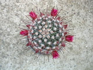 A cactus (plural cacti, cactuses, or less commonly, cactus) is a member of the plant family Cactaceae, a family comprising about 127 genera with some 1750 known species.