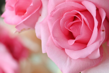 beautiful pink rose flower, image used for romantic wedding background