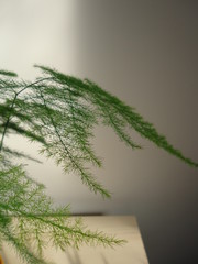 Detail of asparagus branch