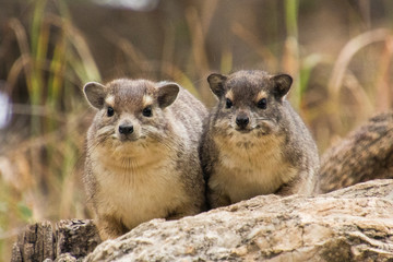Naklejka premium Procavia