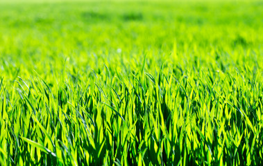 Green grass backgrounds . summer lawn