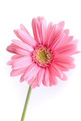 pink gerbera blooming in springtime, beautiful single flower isolated on white background