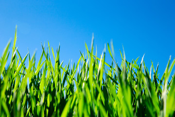 Fototapeta premium field of green grass and sky