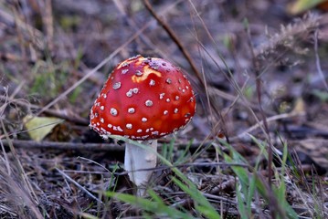 fly agaric mushroom in the forest